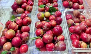 Hơn 200.000 đồng một kg mận hậu sớm trái vụ Hơn 200.000 đồng một kg mận hậu sớm trái vụ