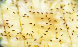 Mẹo đuổi ruồi giấm vĩnh viễn Mẹo đuổi ruồi giấm vĩnh viễn