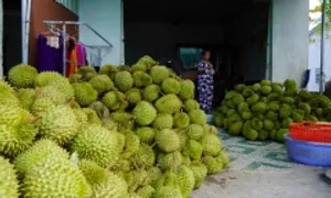 Trung Quốc chi hơn một tỷ USD mua rau quả Việt trong tháng 9