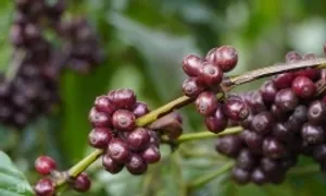 Xuất khẩu nông, lâm, thủy sản vượt 58 tỷ USD